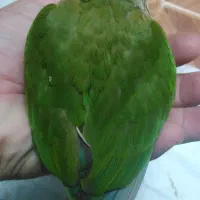 گریچینگ