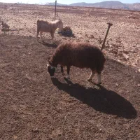 گوسفند|حیوانات مزرعه|دالاهو, |دیوار