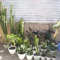 فروش گل|گل و گیاه طبیعی|بهارستان, |دیوار