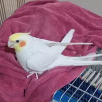 عروس هلندی گمشده