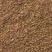 بذر یونجه