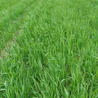 اجاره زمین کشاورزی 3هکتار