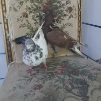 کبوتر دمگیر کاشانی  ساتن|پرنده|خمینی‌شهر, |دیوار