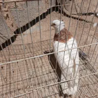 یک عددطوقی
