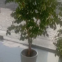 گل بنجیامین|گل و گیاه طبیعی|اشنویه, |دیوار