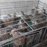 بلدرچین تخم گذار