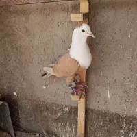 کلاغ زرد