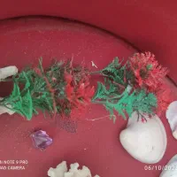 اکواریوم ستونی|ماهی|باغستان, |دیوار