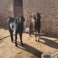 دو عدد کَل افغان مناسب برای داشت|حیوانات مزرعه|آران و بیدگل, |دیوار