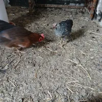 مرغ استرالوپ محلی و بلک استار|حیوانات مزرعه|کرج, شهرک پردیسان|دیوار