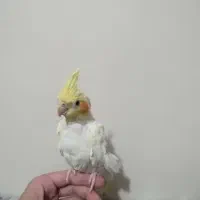 مرغ عشق و عروس هلندی