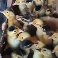 جوجه گلپایگانی یک روزه/ جوجه اردک پکنی یک روزه