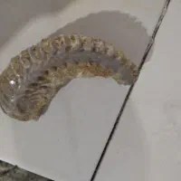 فسیی قدیمی|کلکسیون اشیاء عتیقه|بجنورد, |دیوار