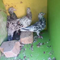 سه عدد هفت رنگ عالی و آس