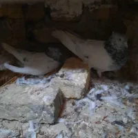 تعداد کفتر|پرنده|فردوس (خراسان), |دیوار