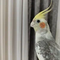 عروس هلندی|پرنده|ملایر, |دیوار