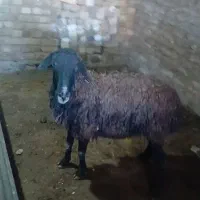 سلام عرض ارادت دامداری عزیز میش ابستن فروشی