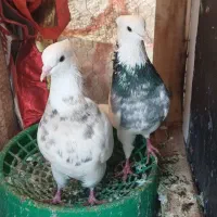 جفت طوقی درجه یک با نر دوکتی