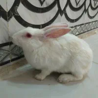 خرگوش خونگی