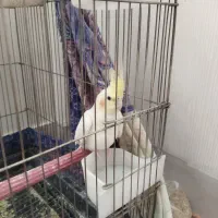 یک عدد عروس هلندی|پرنده|قم, پردیسان|دیوار