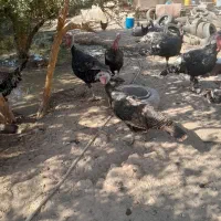 فروش بوقلمون