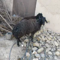 قوچ