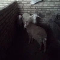 دو عدد  کاورمغان یه نر یک ماده