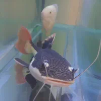 ماهی آکواریوم رِد تِیل|ماهی|صومعهسرا, |دیوار