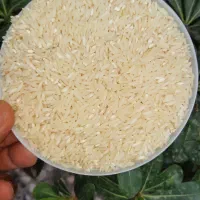 برنج هاشمی محصول امسال