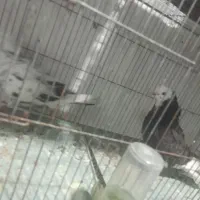 کبوتر پرشی|پرنده|علی‌آباد کتول, |دیوار