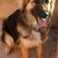 ژرمن شولاین ۹ ماهه ماده