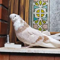 یک جفت کفتر (کبوتر) نوک قنار با جوجشون