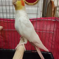 عروس هلندی مولد
