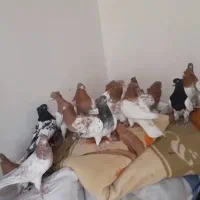 سلام دوستان 40عدد کله و 7عدد ساده|پرنده|خلیل آباد, |دیوار