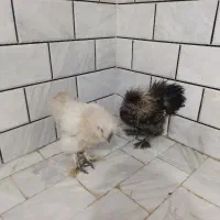 خروس ابریشمی اوپال