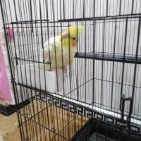 عروس هلندی|پرنده|بندر ماهشهر, |دیوار