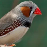 فنچ