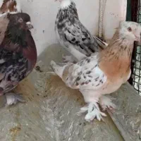 کبوتر هما|پرنده|کبودرآهنگ, |دیوار