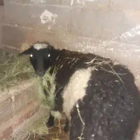 فروش گوسفند