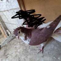 کبوتر نر|پرنده|تهران, مسعودیه|دیوار