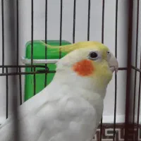 عروس هلندی سخنگو