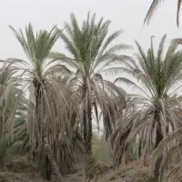 نیازمند به مُغبُر (هرس و برداشت محصول نخل)