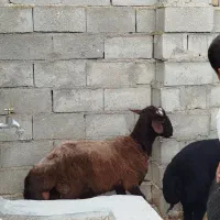 فروش گوسفند