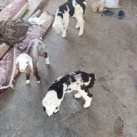 کهره بره شیری بزغاله فروش گوسفند میش بز حیوانات