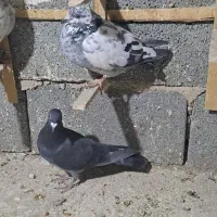 کبوتر پلاکی سپیدان|پرنده|همایجان, |دیوار