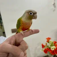 ۱ جفت طوطی گرینچیک رام و دستی و سخنگو
