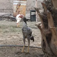 مرغ بوقلمون|حیوانات مزرعه|فاریاب, |دیوار