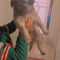 سگ سرابی|سگ|شیراز, گل سرخ|دیوار