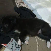 فروش فوری 1 عدد پامر زیر قیمت|سگ|کاشان, فاز ۲ ناجی آباد|دیوار