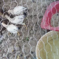 مرغ و خروس محلی